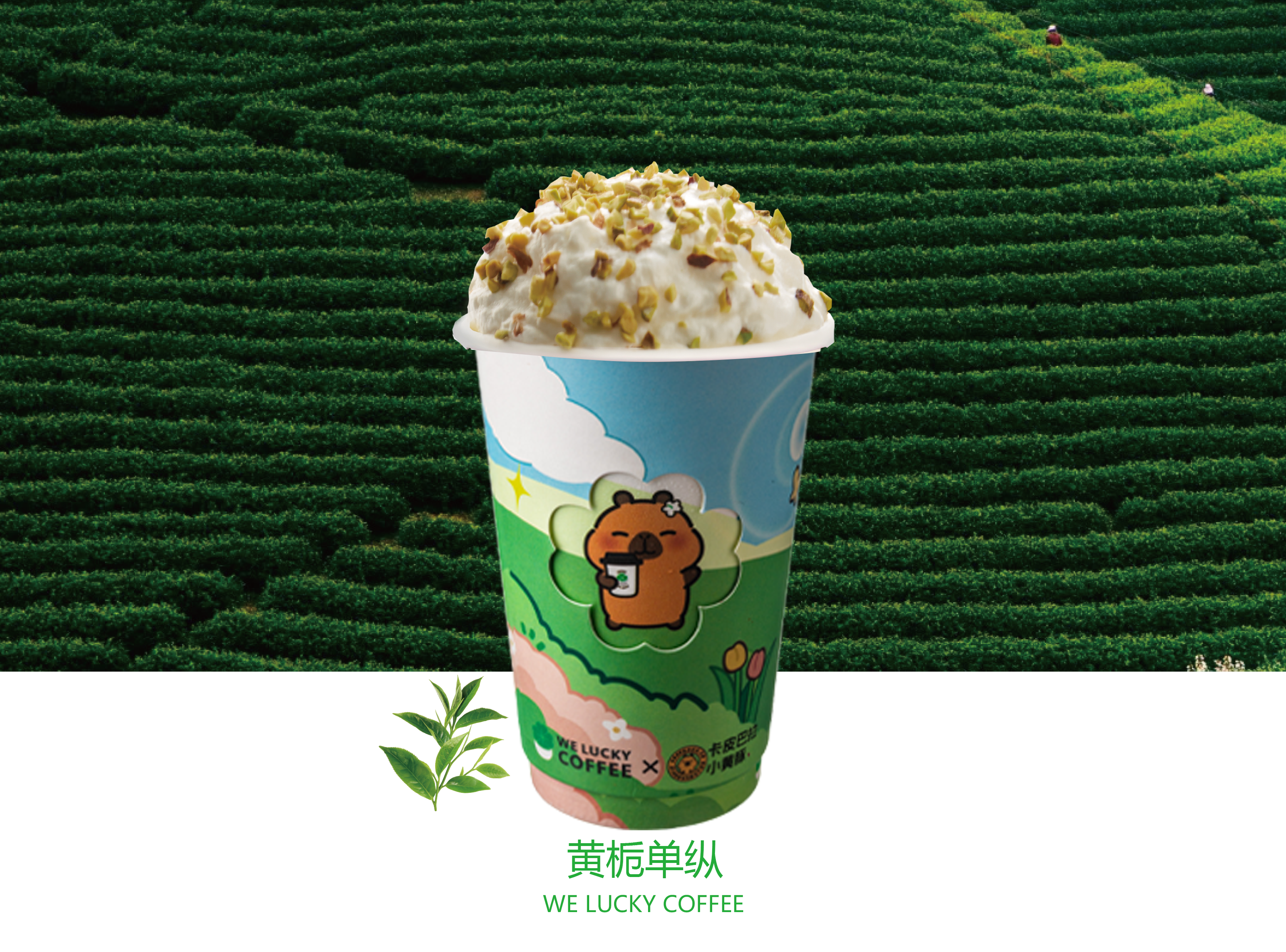 黄栀单纵