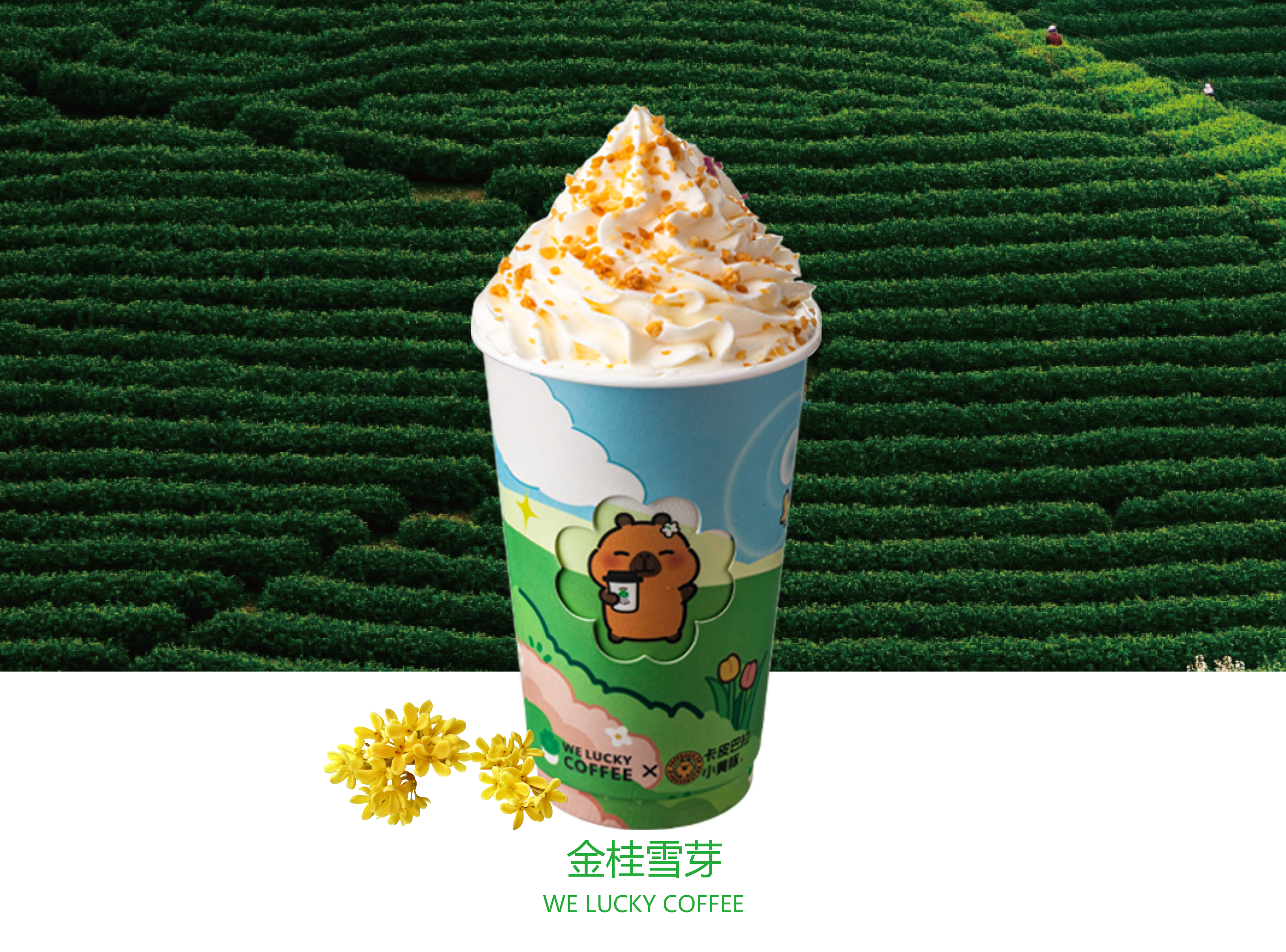 金桂雪芽